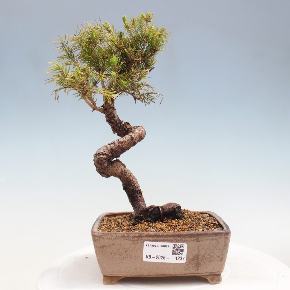 Bonsai voor buiten - Gewone spar - Picea glauca bol