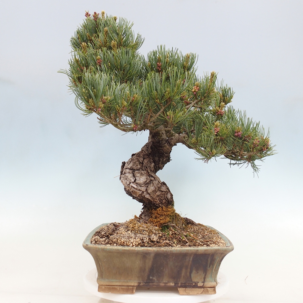 Bonsai voor buiten - Pinus parviflora - Pinus parviflora