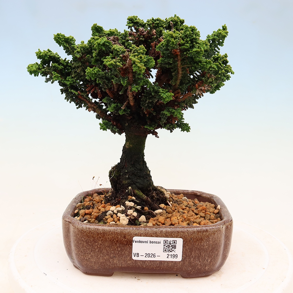 Bonsai voor buiten - Cham. obtusa SEKKA HINOKI - Cipres