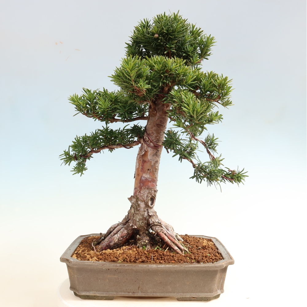 Bonsai voor buiten - Taxus cuspidata - Japanse Taxus