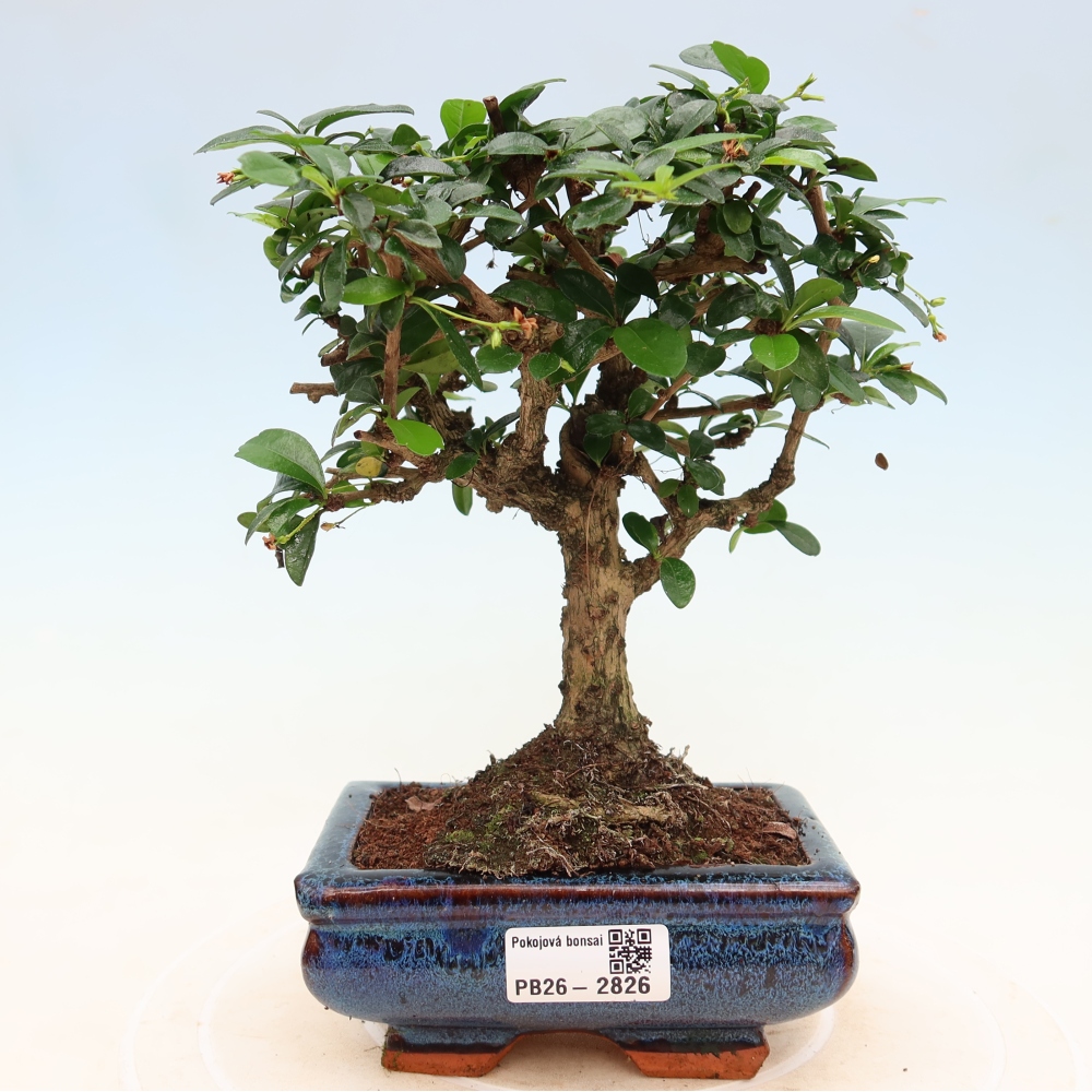 Kamerbonsai - Carmona macrophylla - Thee fuki