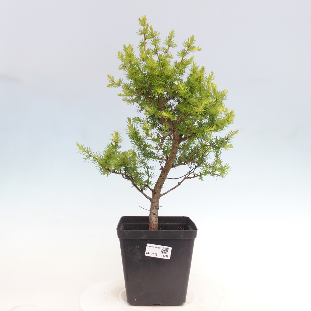 Bonsai voor buiten -Larix decidua - Lariks