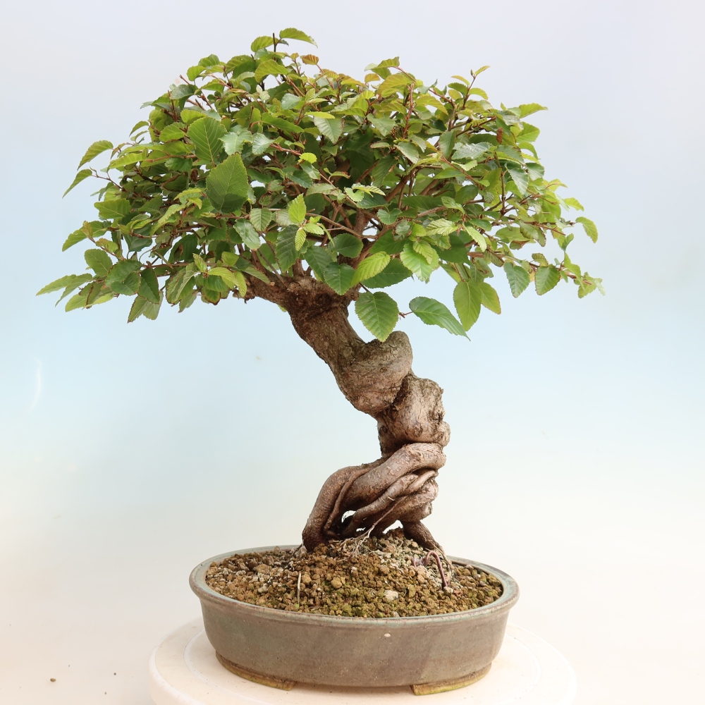 Bonsai voor buiten -Carpinus CARPINOIDES - Koreaanse haagbeuk