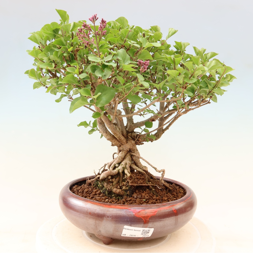 Bonsai voor buiten - Syringa microphylla - kleinbloemige sering