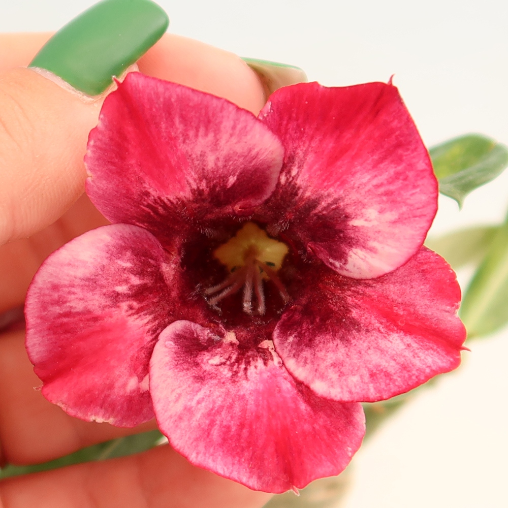 Kamerbonsai - Adenium obesum, geënt Mumbai Pink Diamond  - Woestijnroos