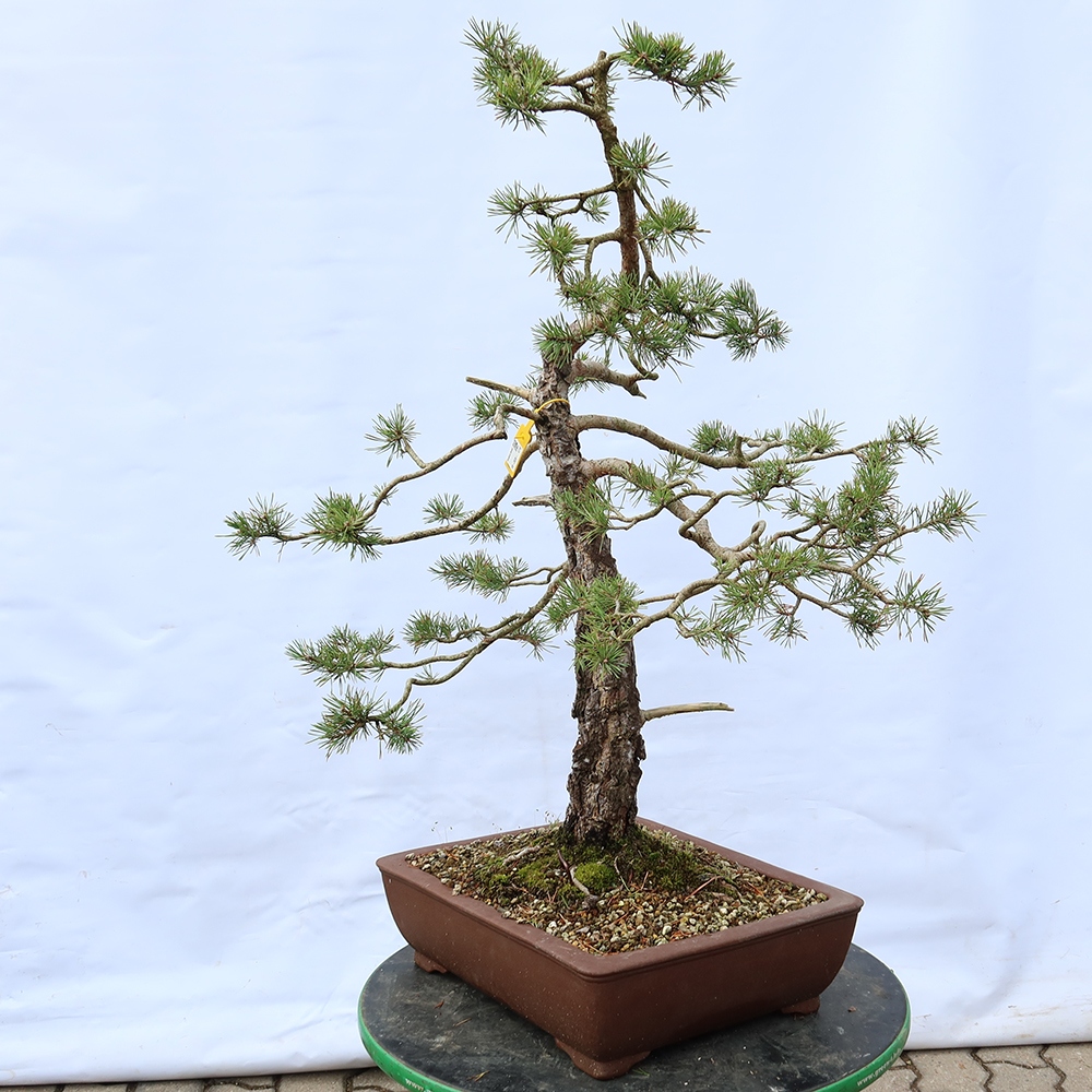 Pinus sylvestris Spanje - grove den