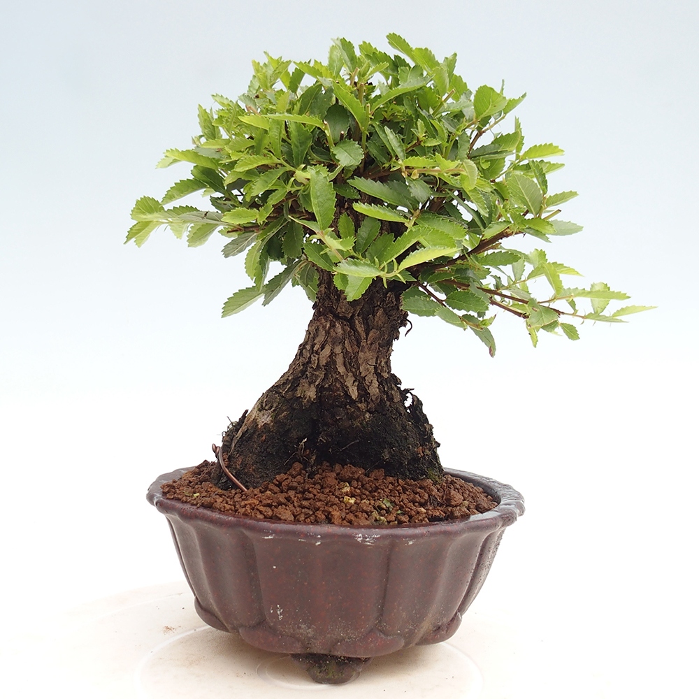 Bonsai voor buiten - Zelkova - Zelkova NIRE