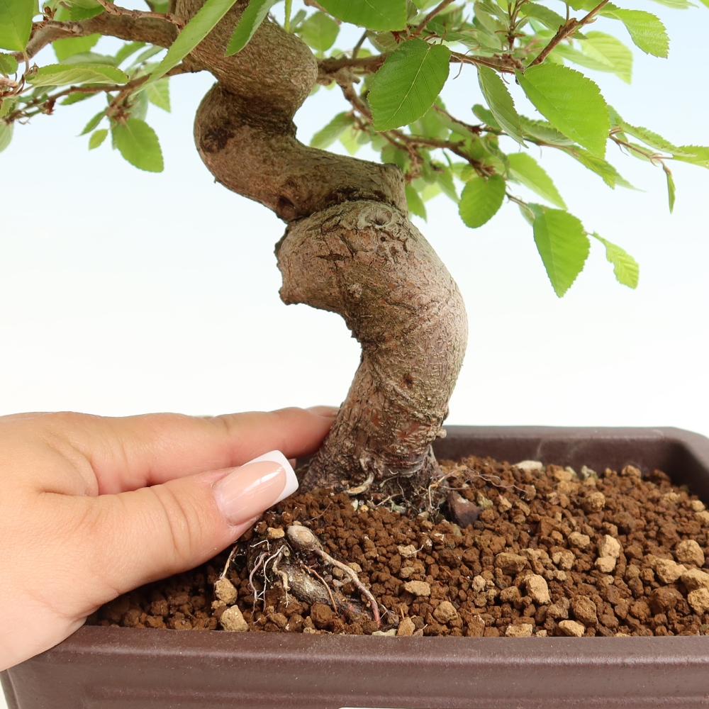 Bonsai voor buiten -Carpinus Coreana - Koreaanse haagbeuk