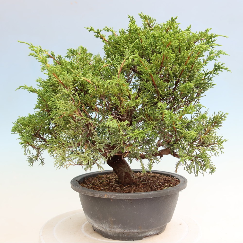 Bonsai voor buiten - Juniperus chinensis Itoigawa-Juniperus chinensis