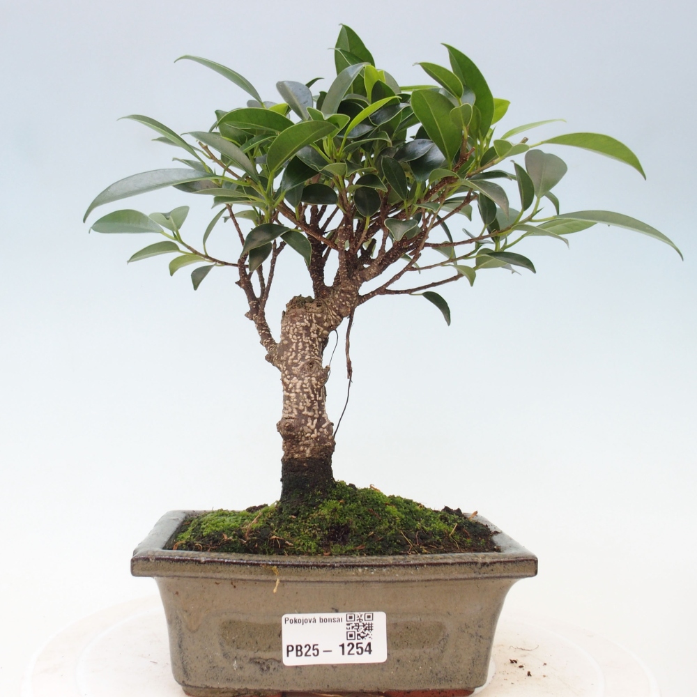 Kamerbonsai - Ficus retusa - kleinbladige ficus