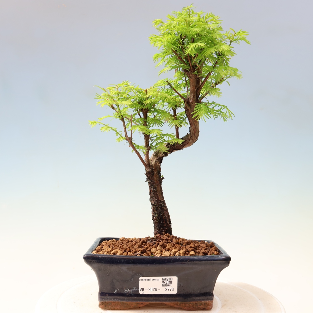 Bonsai voor buiten - Metasequoia glyptostroboides - Chinese Metasequoia
