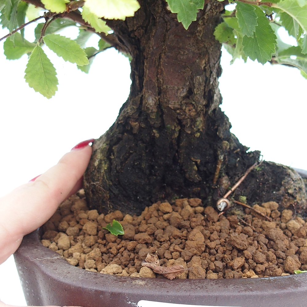 Bonsai voor buiten - Zelkova - Zelkova NIRE