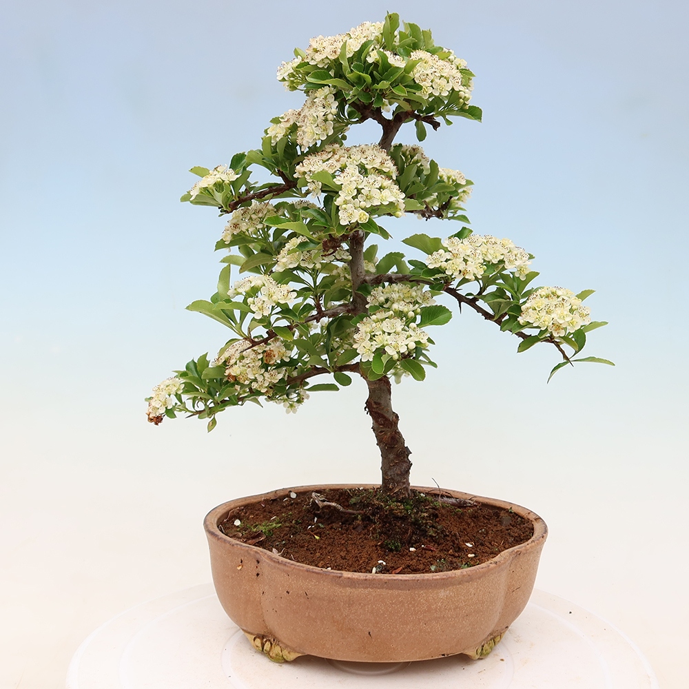 Buitenbonsai - Pyracantha teton - Vuurdoorn