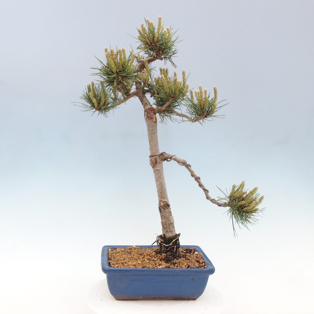 Bonsai voor buiten - Pinus Sylvestris Watererri - grove den
