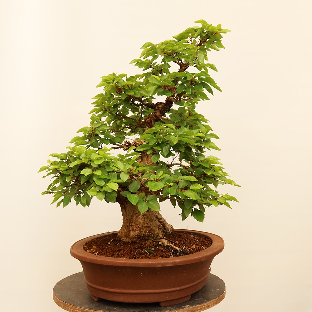 Bonsai voor buiten -Carpinus Coreana - Koreaanse haagbeuk