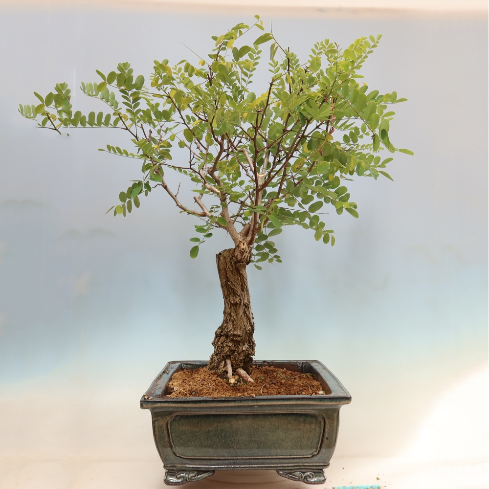Bonsai voor buiten - Doornacacia - Robinia pseudoacacia