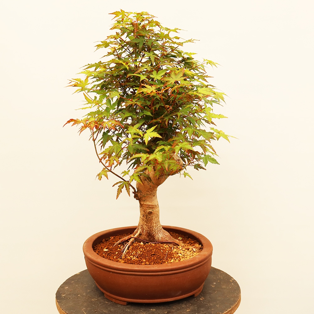 Bonsai voor buiten - Esdoorn palmatum - Palmen