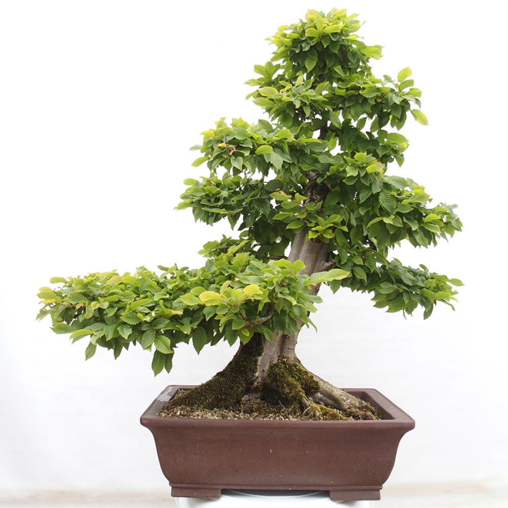 Bonsai voor buiten - Haagbeuk - Carpinus betulus