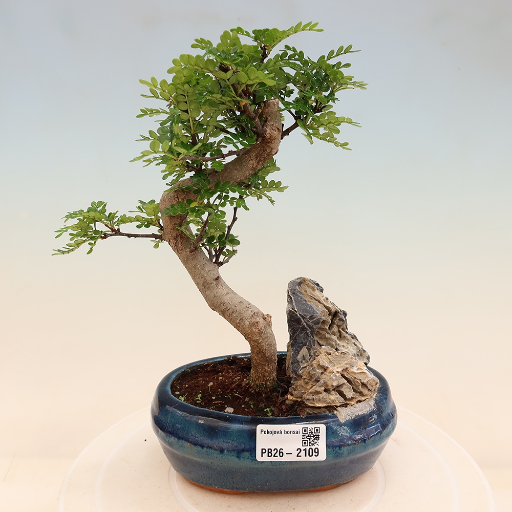 Kamerbonsai - Zantoxylum piperitum - peperboom