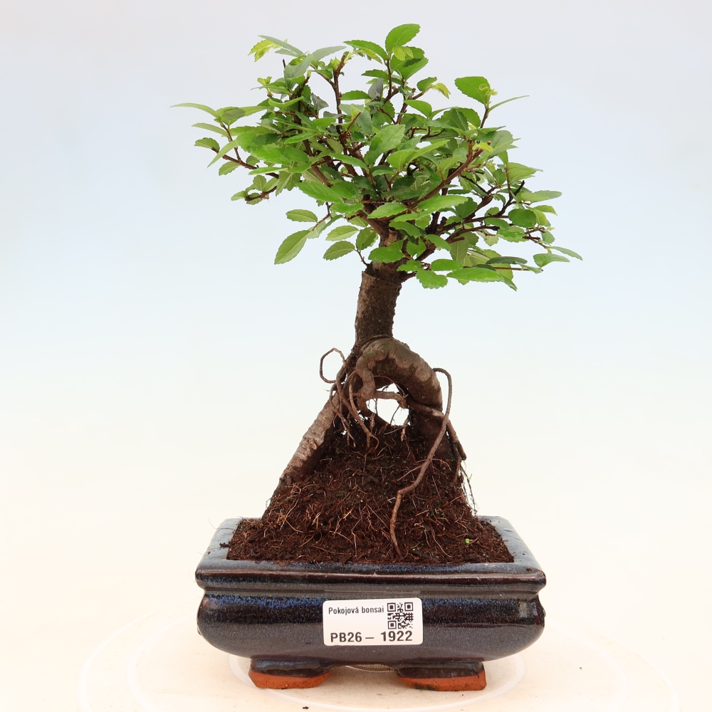 Kamerbonsai - Ulmus parvifolia - Winteriep
