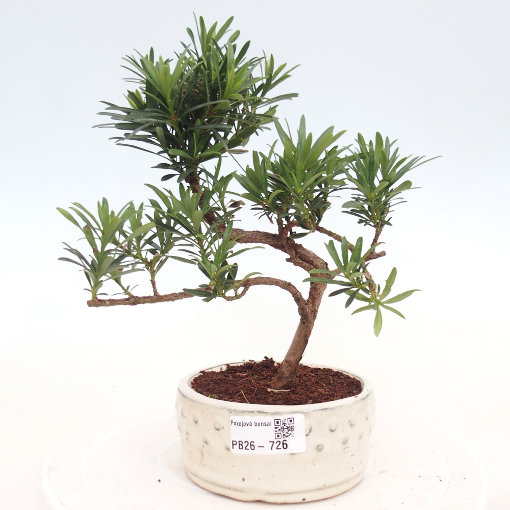 Kamerbonsai - Podocarpus - Taxus
