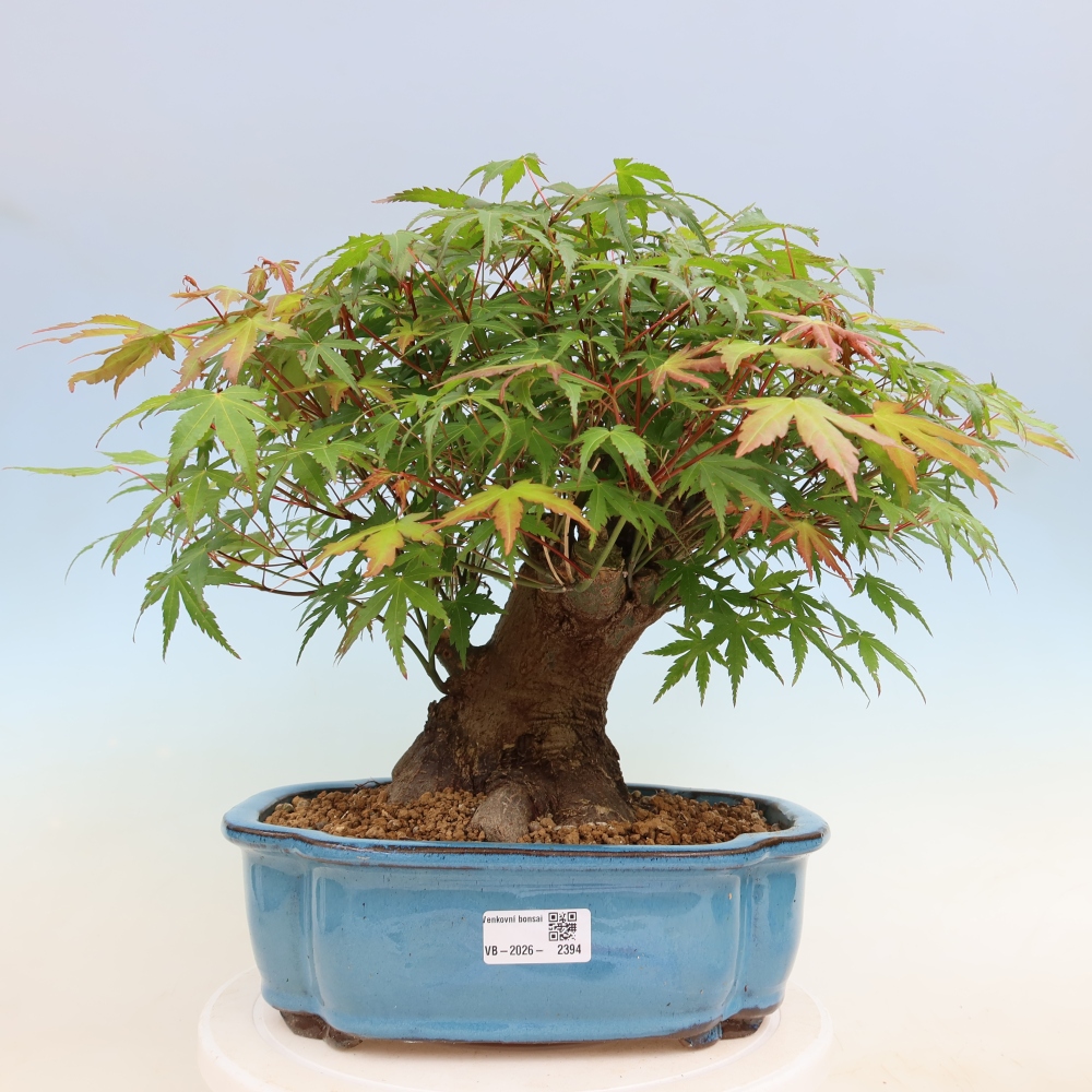 Bonsai voor buiten - Esdoorn Burger - Acer Burgerianum