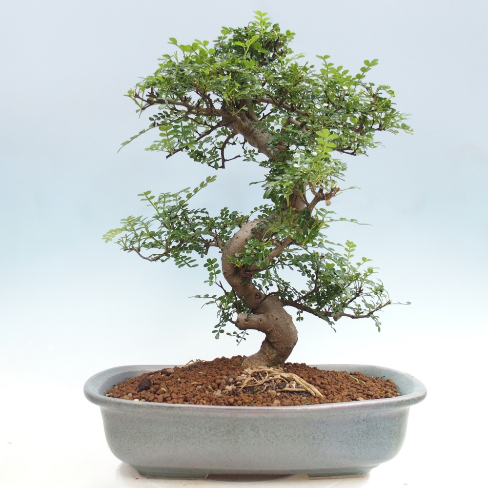 Kamerbonsai - Zantoxylum piperitum - peperboom
