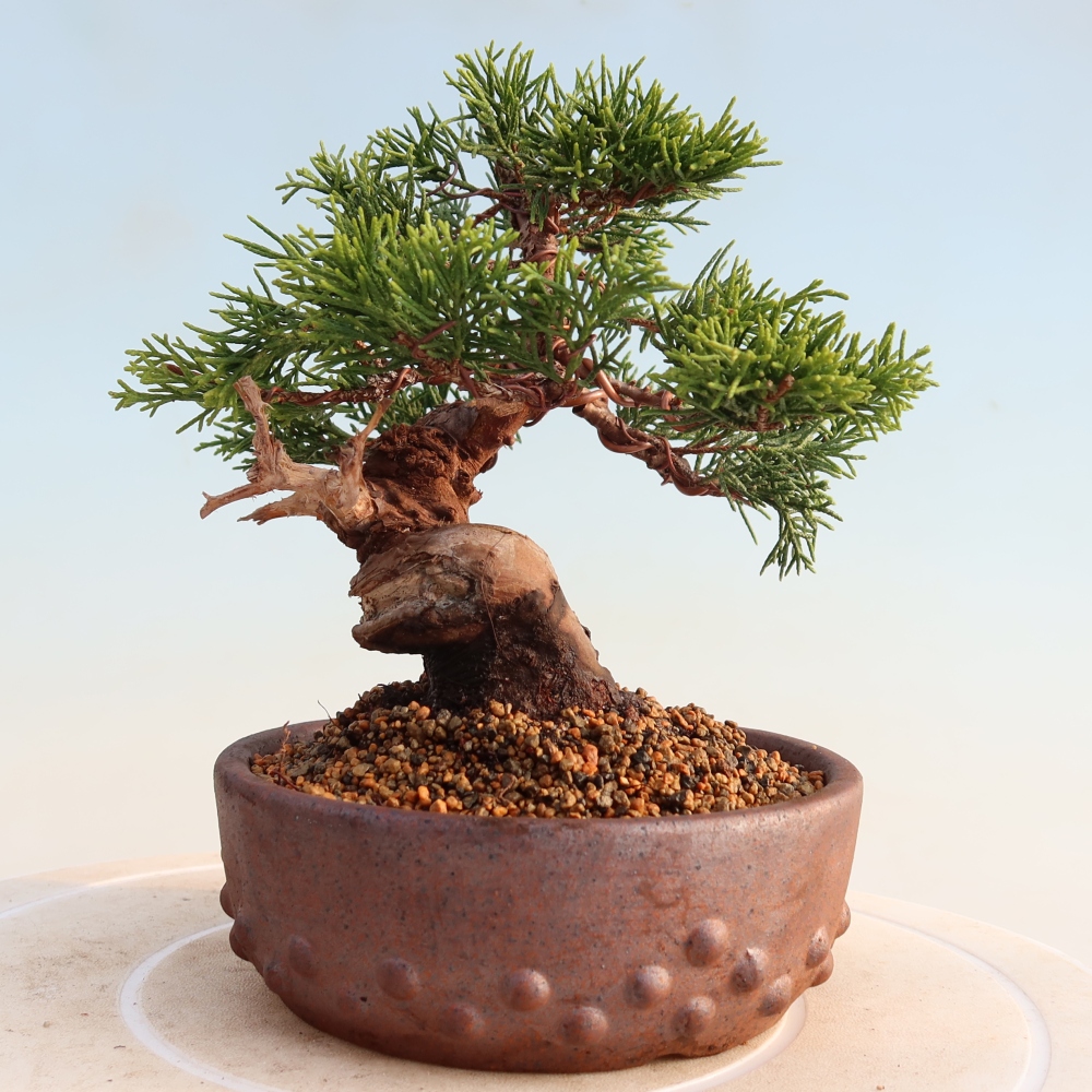 Bonsai voor buiten - Juniperus chinensis Itoigawa