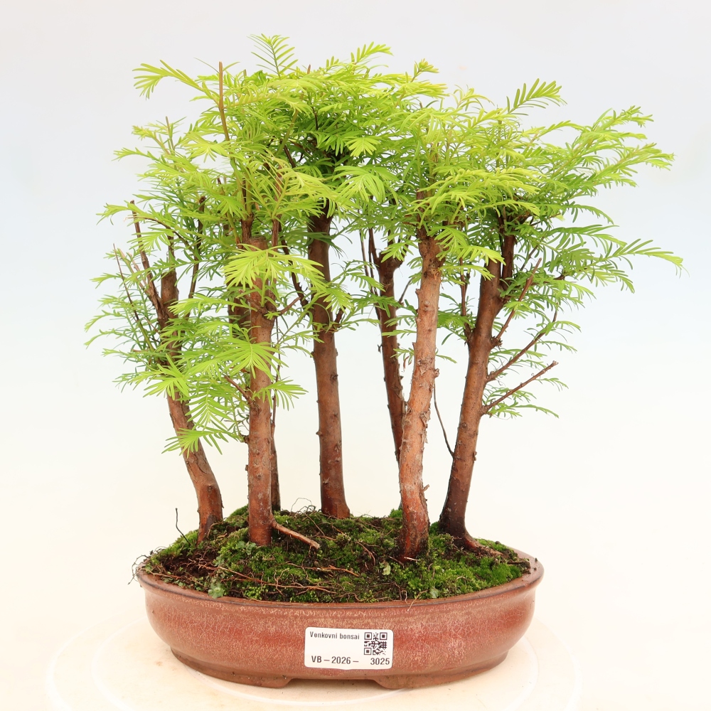 Buitenbonsai - Metasequoia glyptostroboides - Chinese metasequoia - bosje