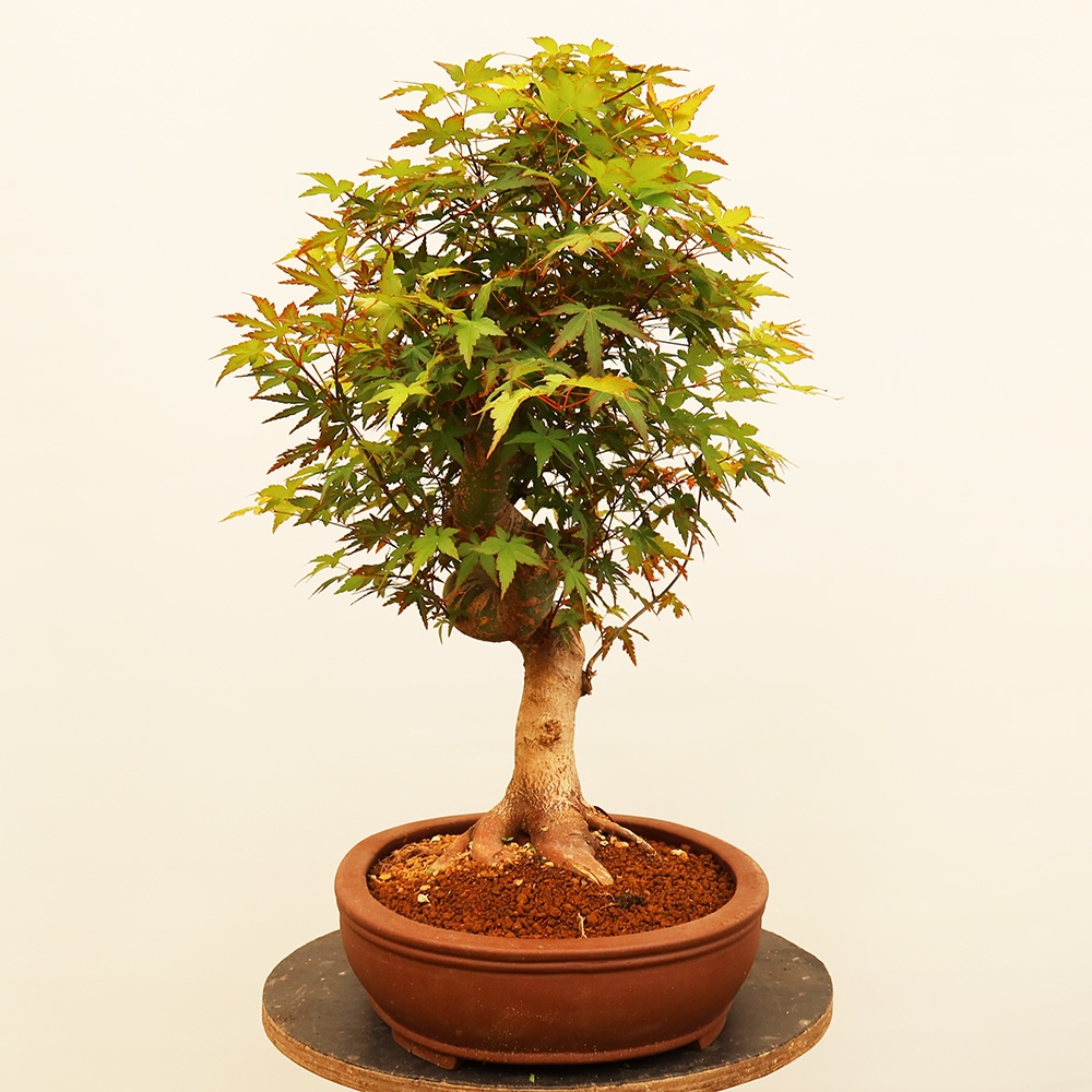 Bonsai voor buiten - Esdoorn palmatum - Palmen