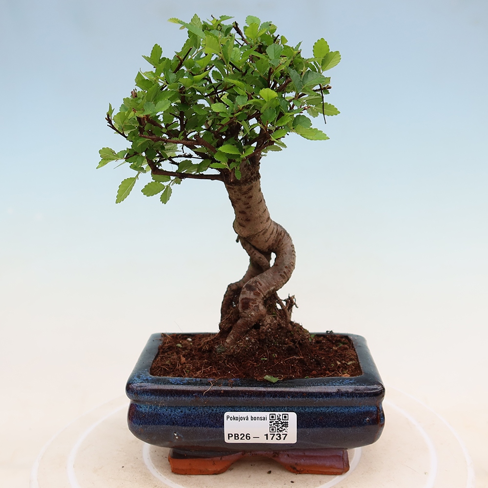 Kamerbonsai - Ulmus parvifolia - Winteriep