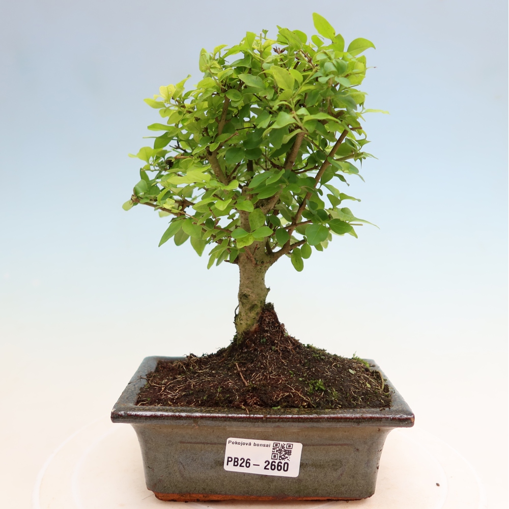 Kamerbonsai -Ligustrum chinensis - Vogelsnavel