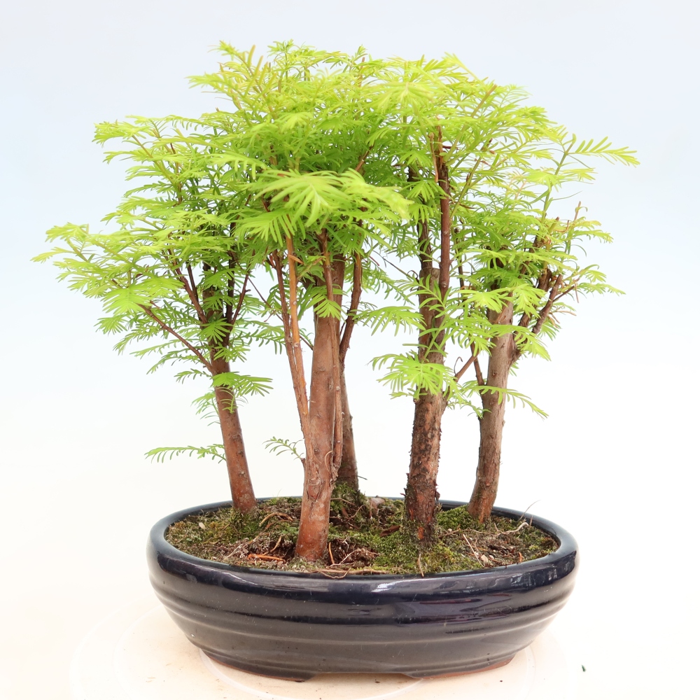 Buitenbonsai - Metasequoia glyptostroboides - Chinese metasequoia - bosje