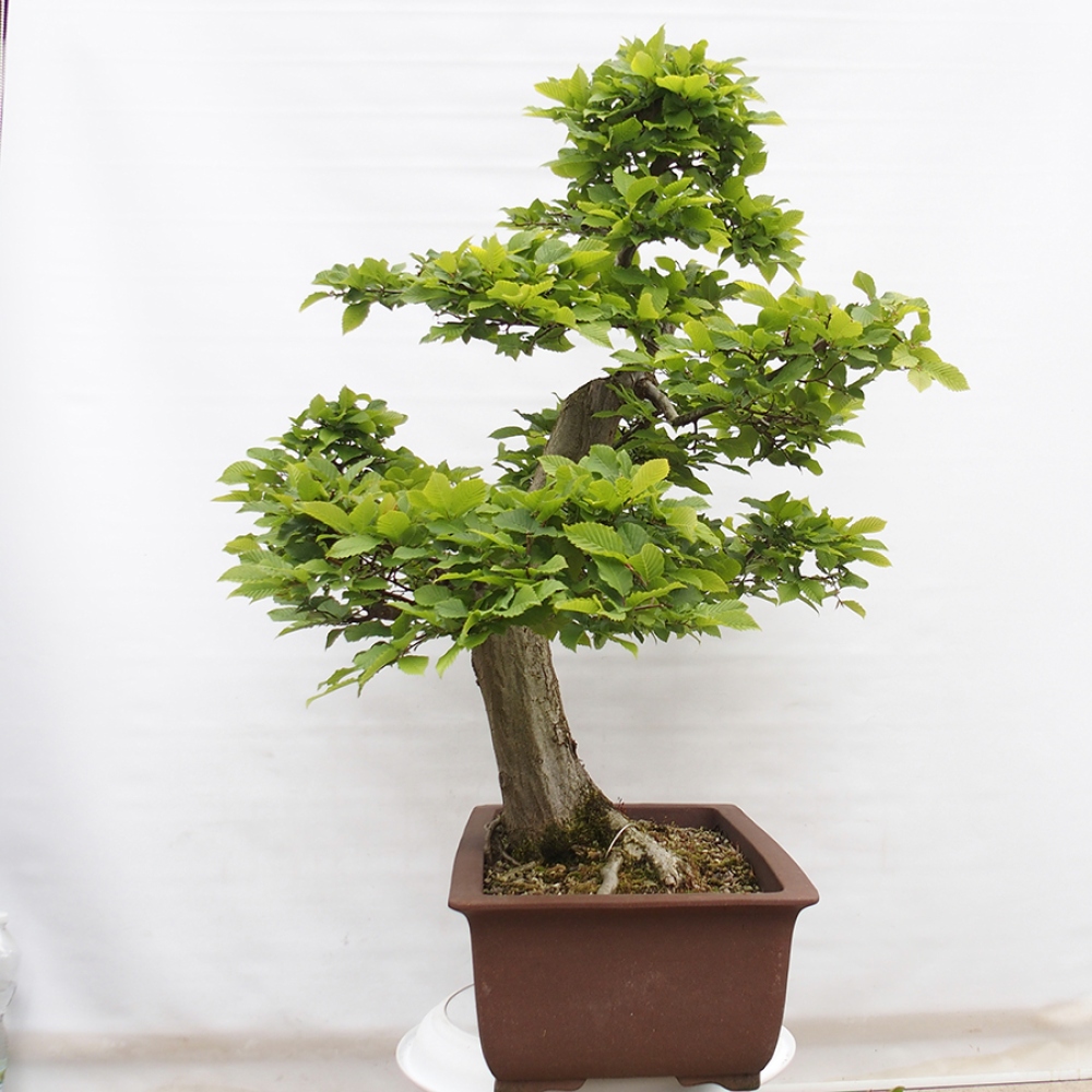 Bonsai voor buiten - Haagbeuk - Carpinus betulus