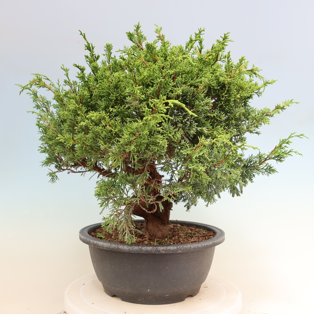 Bonsai voor buiten - Juniperus chinensis Itoigawa-Juniperus chinensis