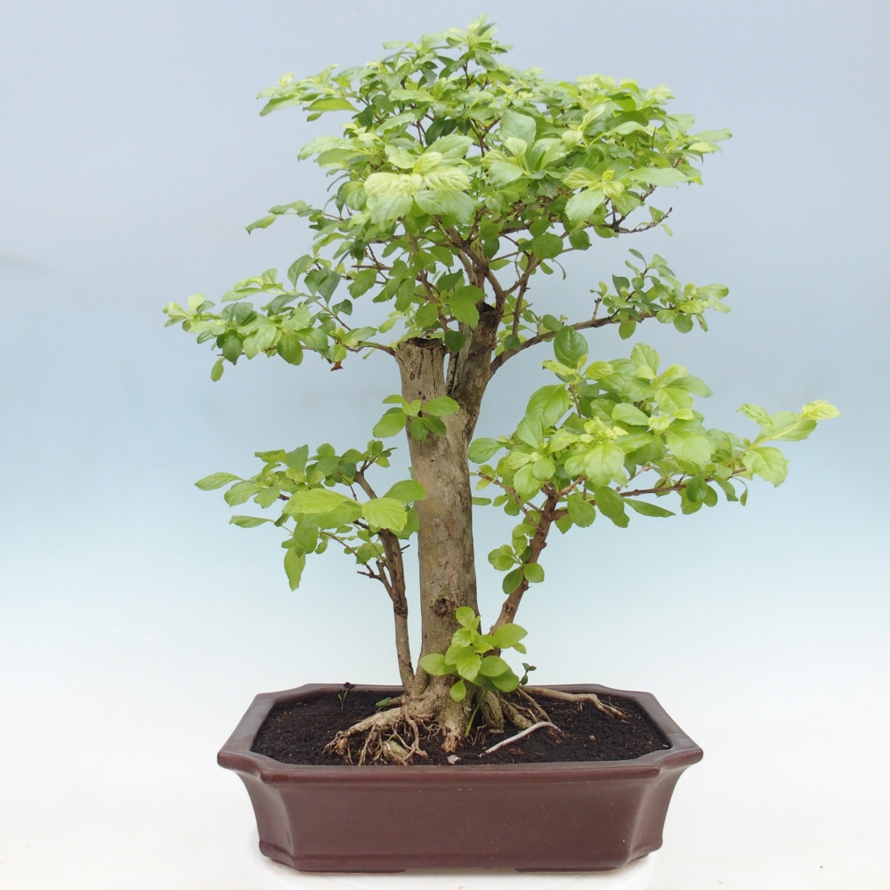 Kamerbonsai - Duranta erecta Aurea