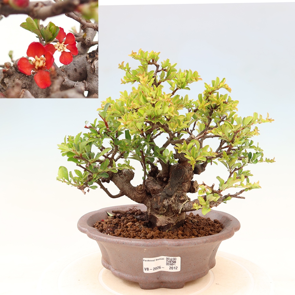 Bonsai voor buiten - Chaneomeles speciosa Chojubai