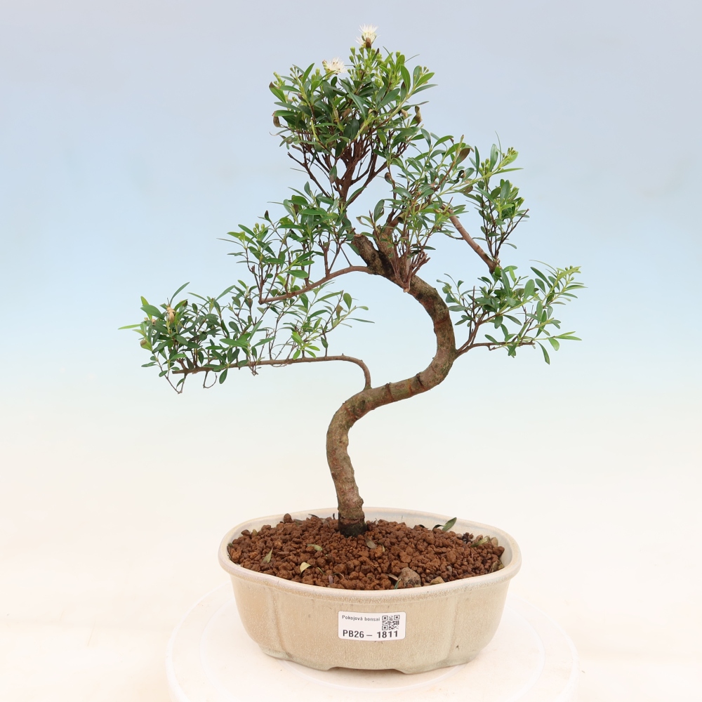 Kamerbonsai - Syzygium - Pimento