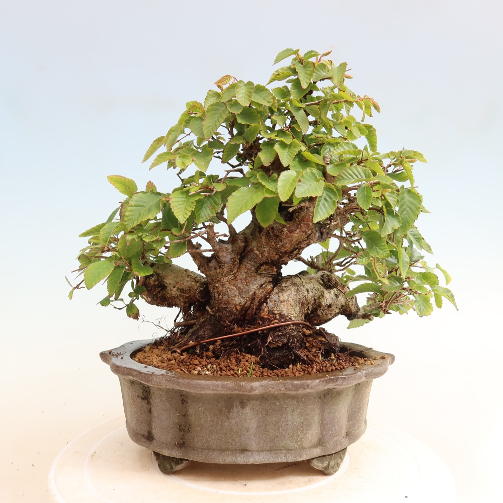 Bonsai voor buiten -Carpinus CARPINOIDES - Koreaanse haagbeuk