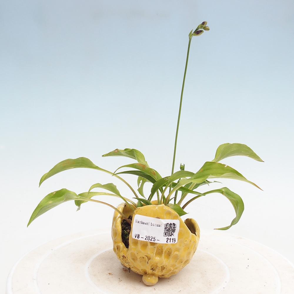 Buiten bonsai - Mini Hosta - Bohyška