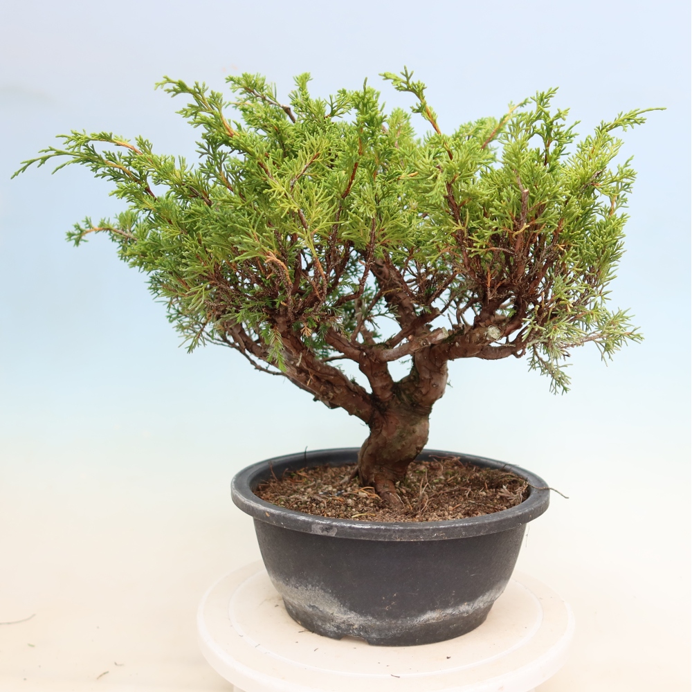 Bonsai voor buiten - Juniperus chinensis Itoigawa-Juniperus chinensis