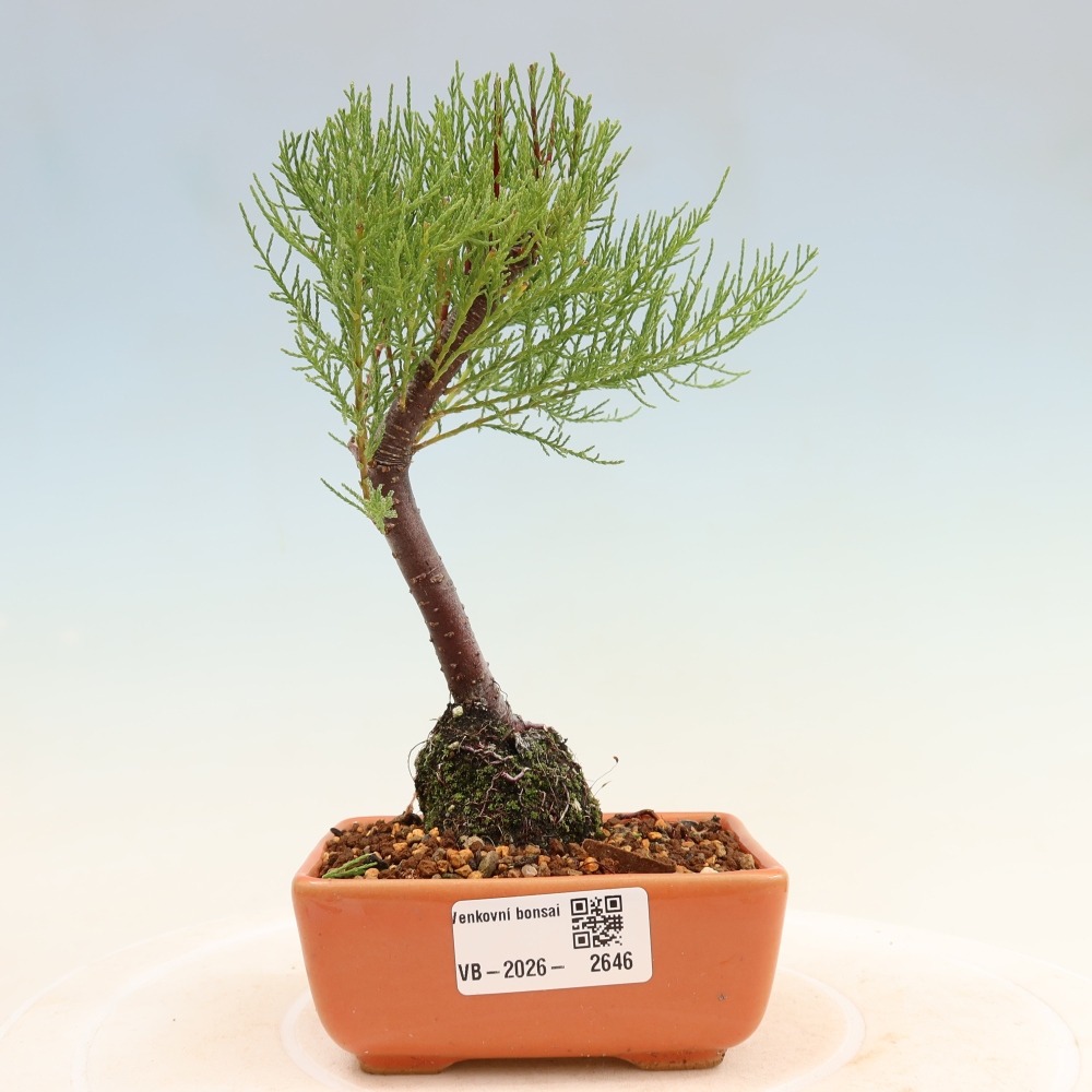 Bonsai voor buiten - Tamarisk - Tamarix