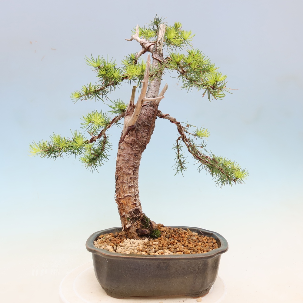 Bonsai voor buiten -Larix decidua - Lariks