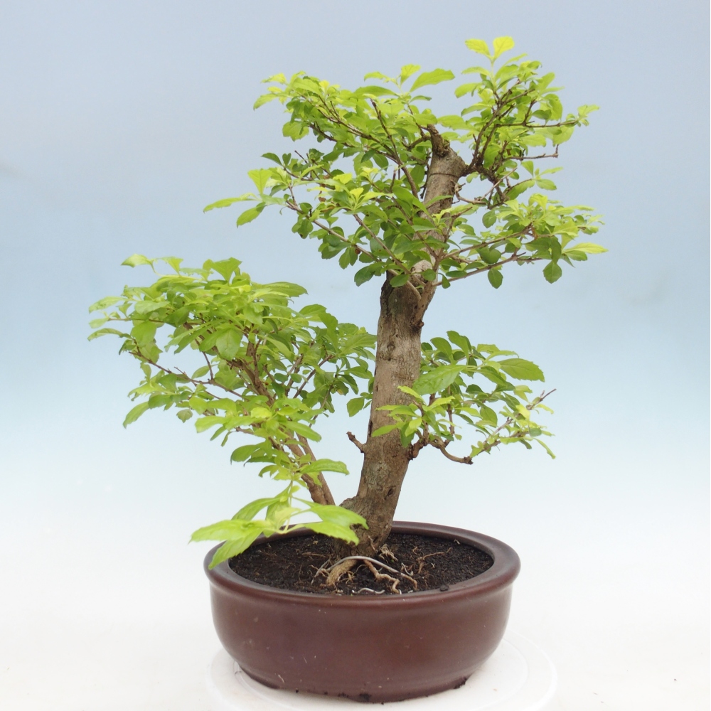 Kamerbonsai - Duranta erecta Aurea