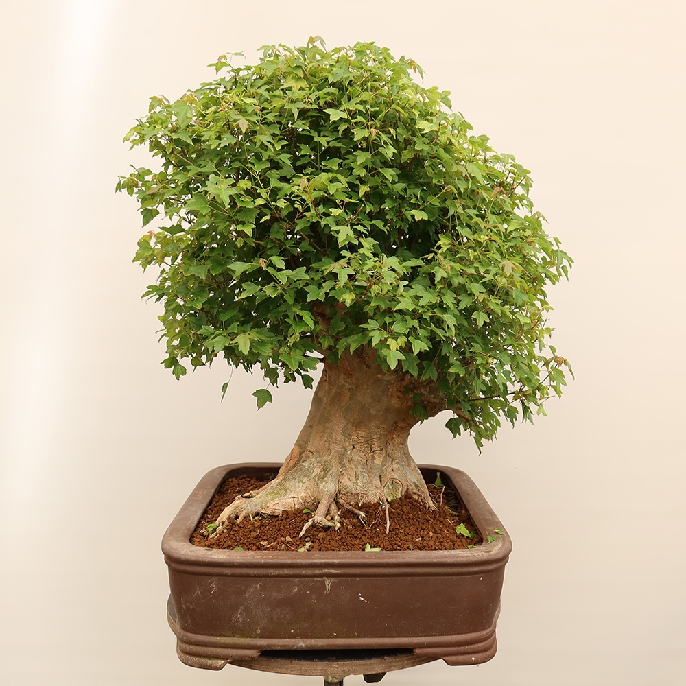 Bonsai voor buiten - Esdoorn Burger - Acer Burgerianum