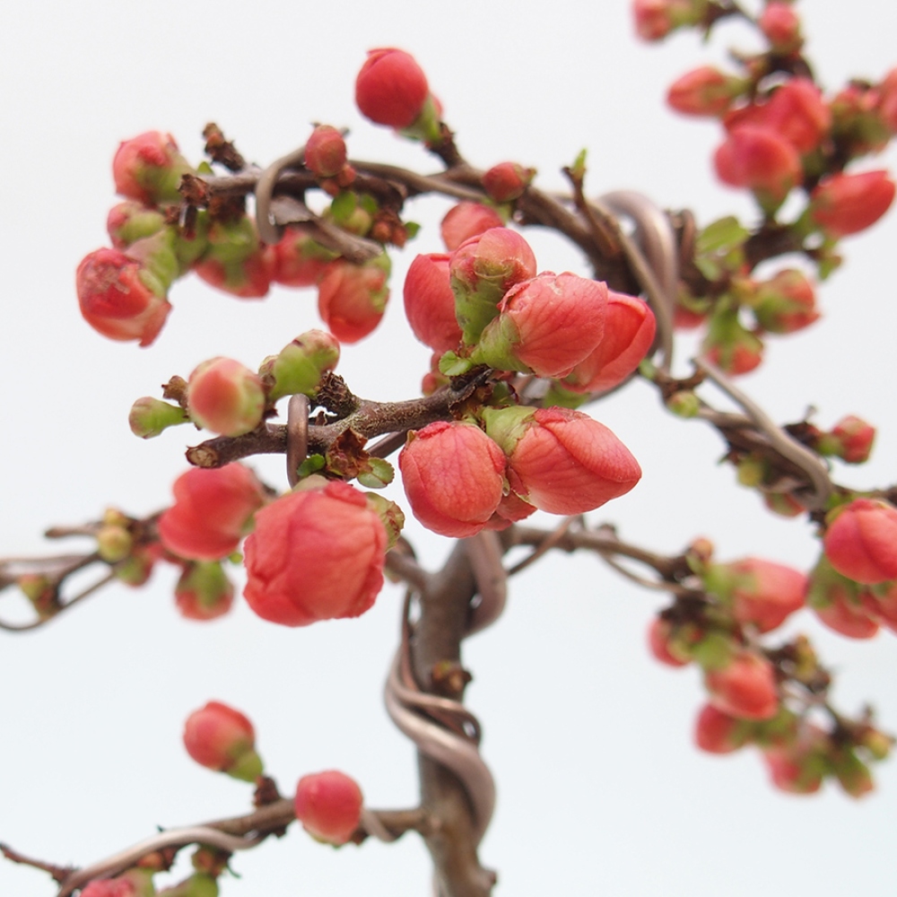 Bonsai voor buiten - Chaneomeles s. Red Joy - Kweepeer