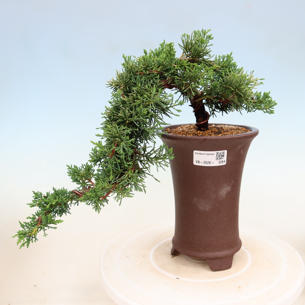 Bonsai voor buiten - Juniperus chinensis Kishu