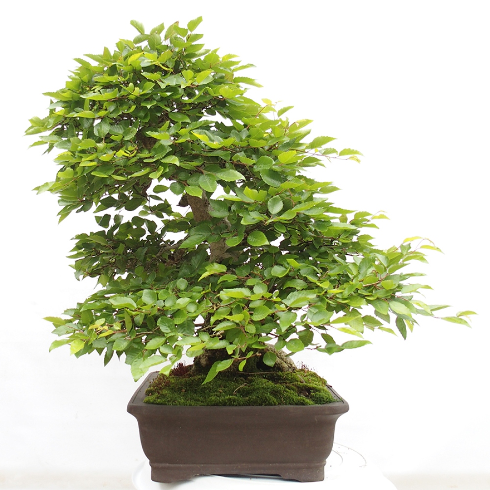 Bonsai voor buiten -Carpinus CARPINOIDES - Koreaanse haagbeuk