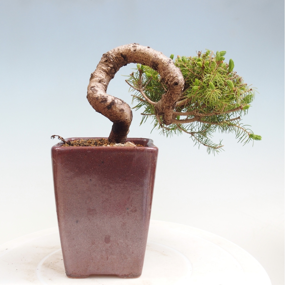 Bonsai voor buiten - Gewone spar - Picea glauca globe