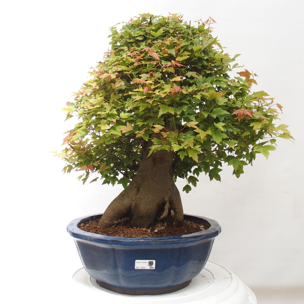 Bonsai voor buiten - Acer Buergerianum - Burgeresdoorn